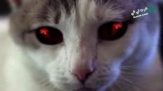 فيلم Hells Kitty 2018 مترجم